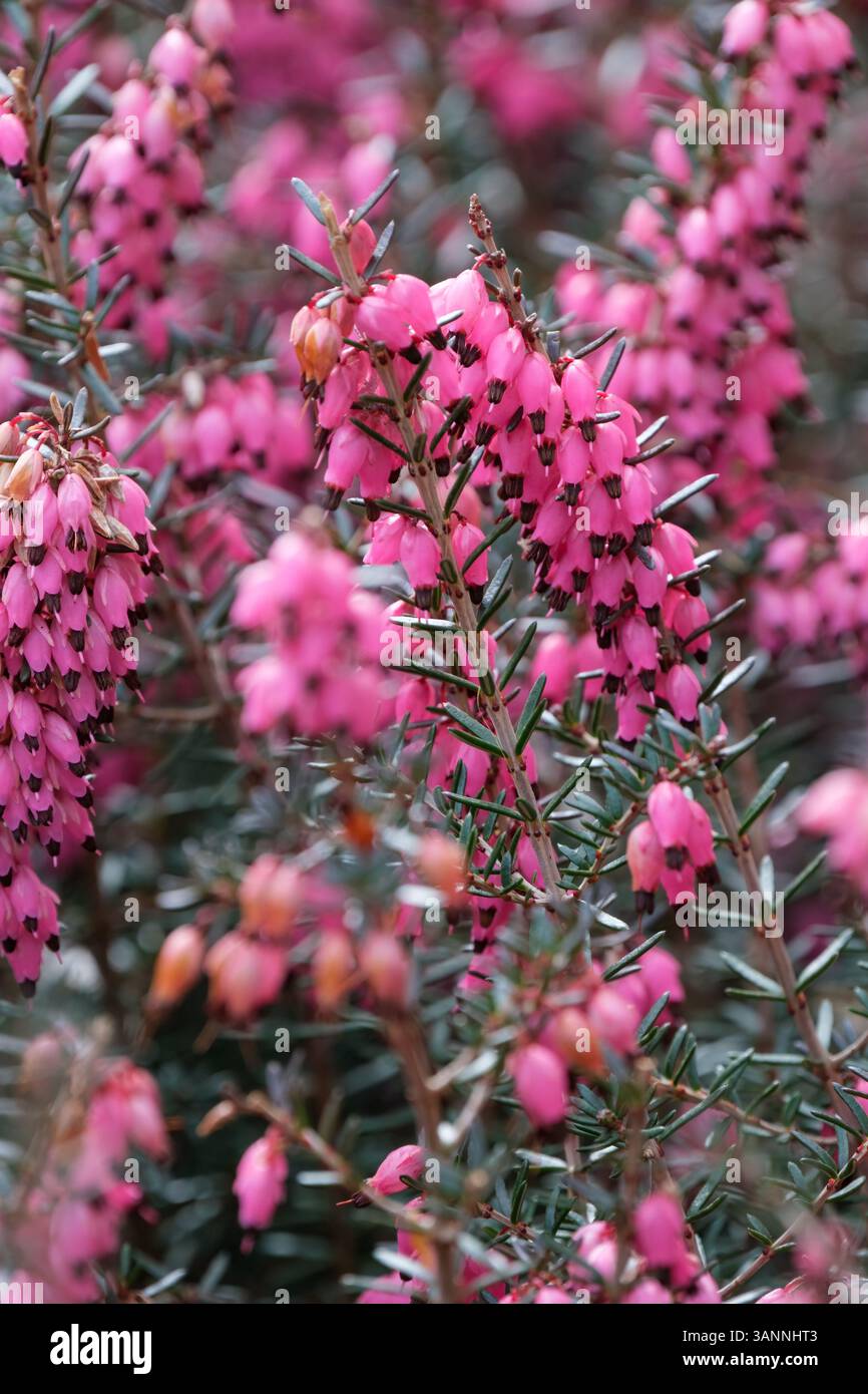 Erica x darleyensis Pink Harmony, heather Pink Harmony, punte verticali di piccoli fiori rosa vivaci con anatre nere sporgenti Foto Stock