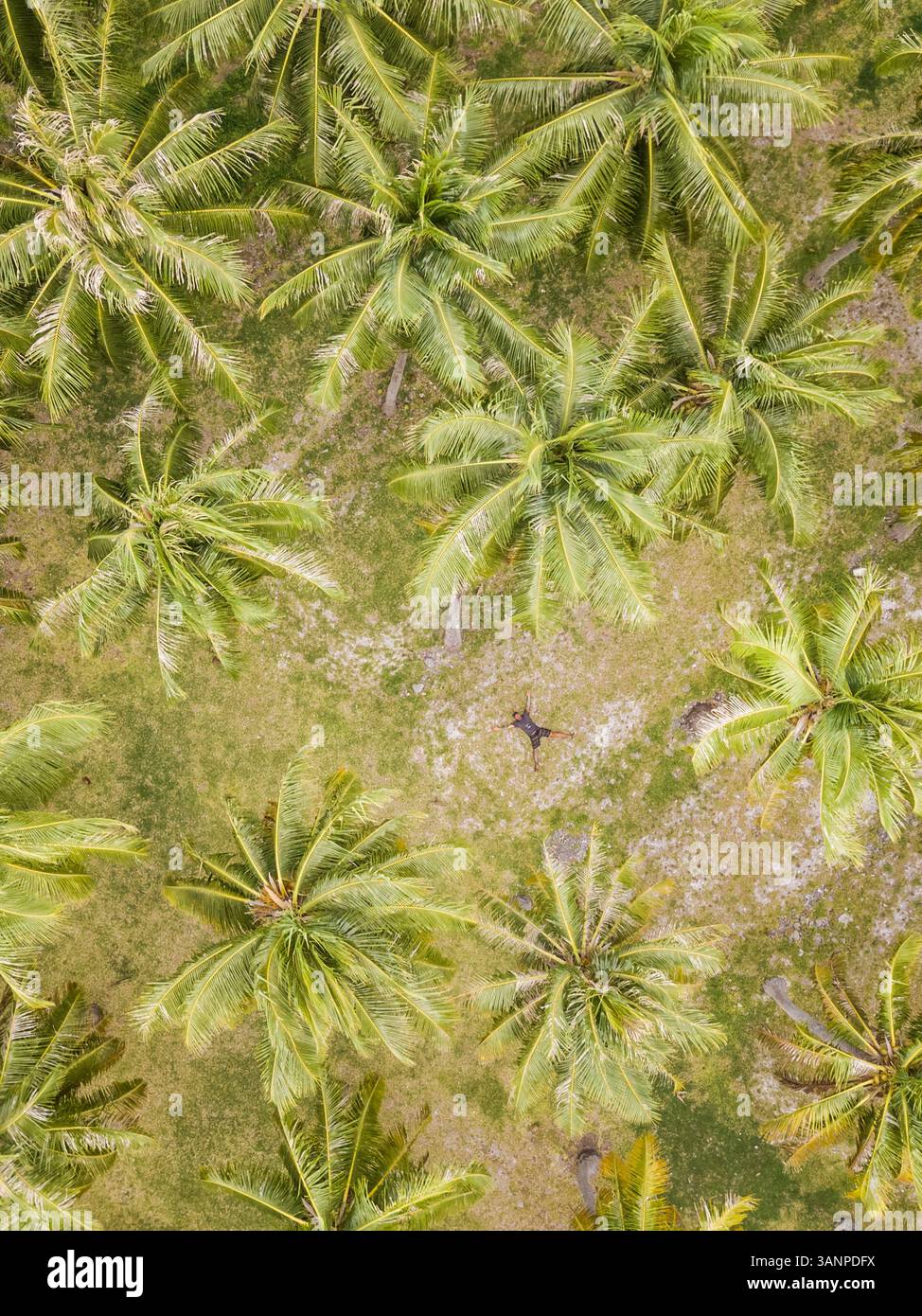 ISOLA DI TUAMOTU, POLINESIA FRANCESE - 14 settembre 2017: Selfie aereo di un uomo disteso in mezzo alle palme della Polinesia francese. Foto Stock