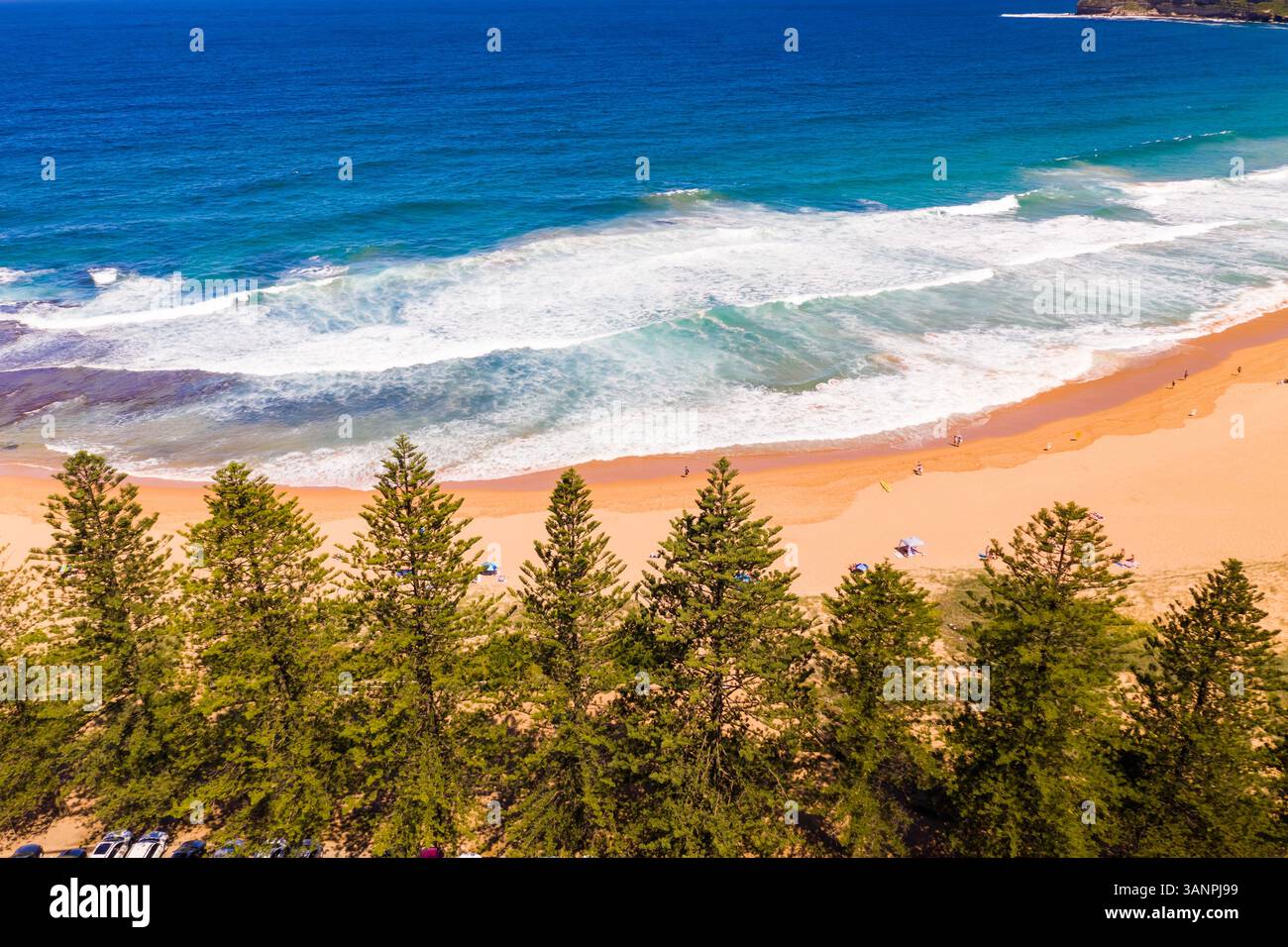 Vista aerea dei pini a Mona vale Beach, Sydney, Australia. Foto Stock