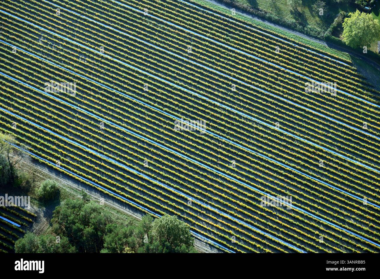 Vista aerea del campo agricolo con splendidi motivi e vegetazione verde, Klein Kreutz, Brandenburg an der Havel, Brandenburg, Deutschland. Foto Stock