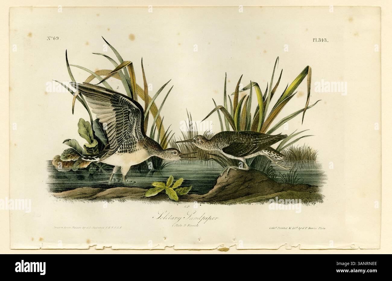 Un'impronta di John James Audubon raffigurante il solitario sandpiper. L'immagine ritrae l'uccello nel suo habitat naturale, catturando le caratteristiche anatomiche dettagliate e il comportamento naturale della specie. Foto Stock Un'impronta di John James Audubon raffigurante il solitario sandpiper. L'immagine ritrae l'uccello nel suo habitat naturale, catturando le caratteristiche anatomiche dettagliate e il comportamento naturale della specie. Foto Stock