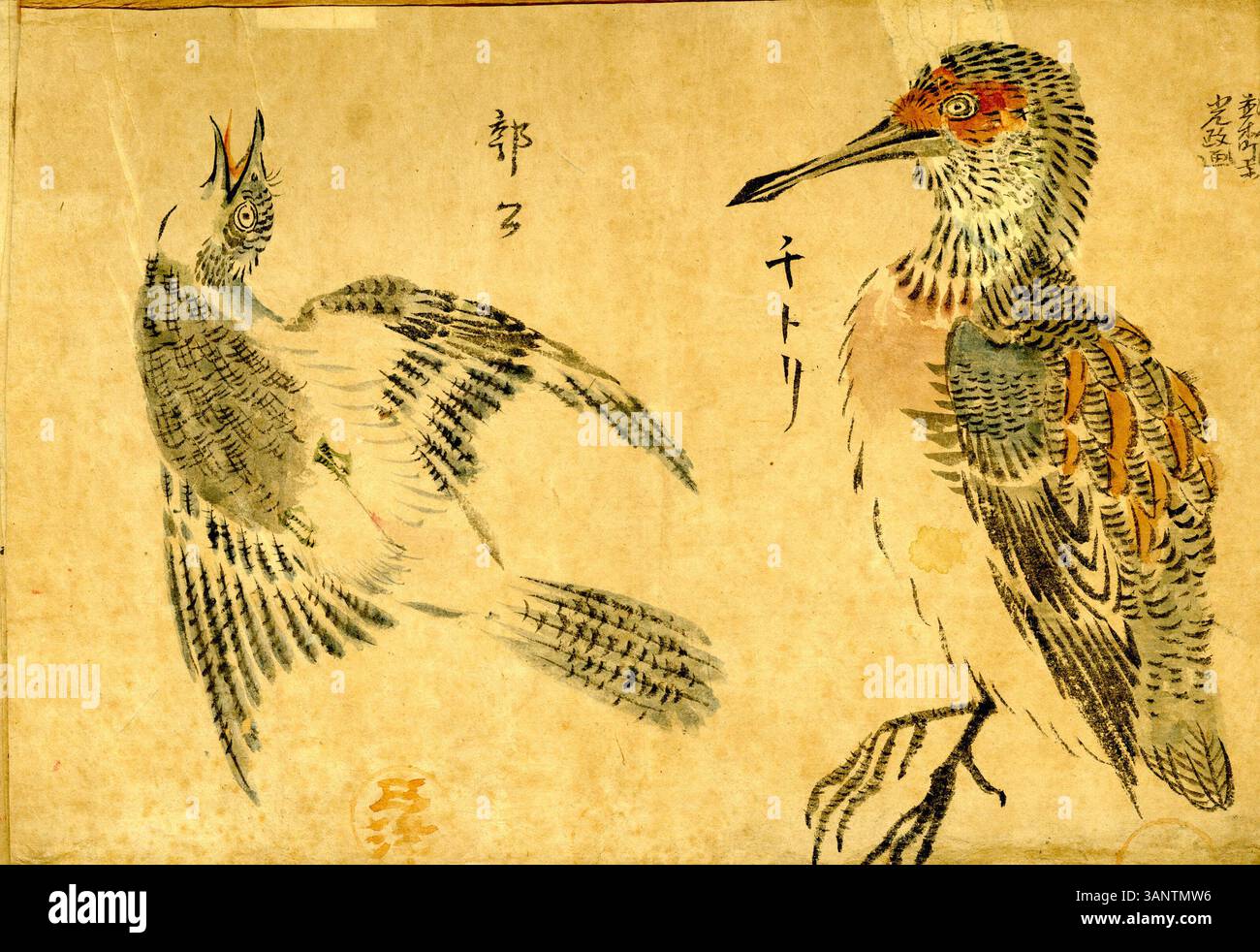 'Wakakusa, album of Bird Studies' di Ikeda Mitsumasa è una collezione di dipinti di uccelli creati nel XVII secolo. L'album mostra raffigurazioni dettagliate e vivide di varie specie di uccelli, evidenziando la precisione di Mitsumasa nel catturare le loro caratteristiche. Foto Stock 'Wakakusa, album of Bird Studies' di Ikeda Mitsumasa è una collezione di dipinti di uccelli creati nel XVII secolo. L'album mostra raffigurazioni dettagliate e vivide di varie specie di uccelli, evidenziando la precisione di Mitsumasa nel catturare le loro caratteristiche. Foto Stock