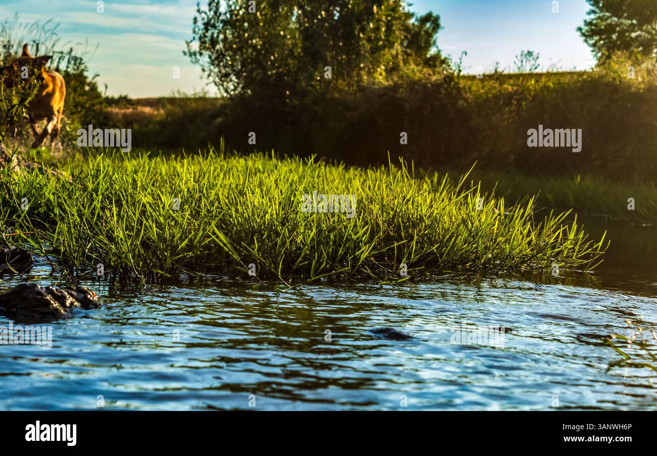 Animali, natura, animali domestici, Еurope, Europa orientale, Romania Foto Stock