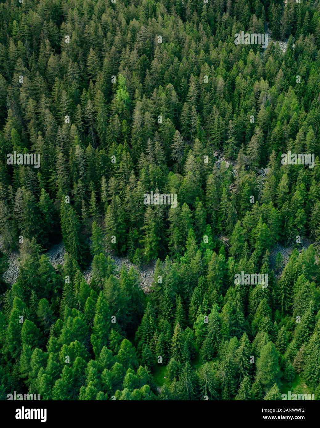 Vista aerea della foresta lussureggiante e dei fitti alberi del Parco Nazionale del Gran Paradiso, Cogne, Italia. Foto Stock