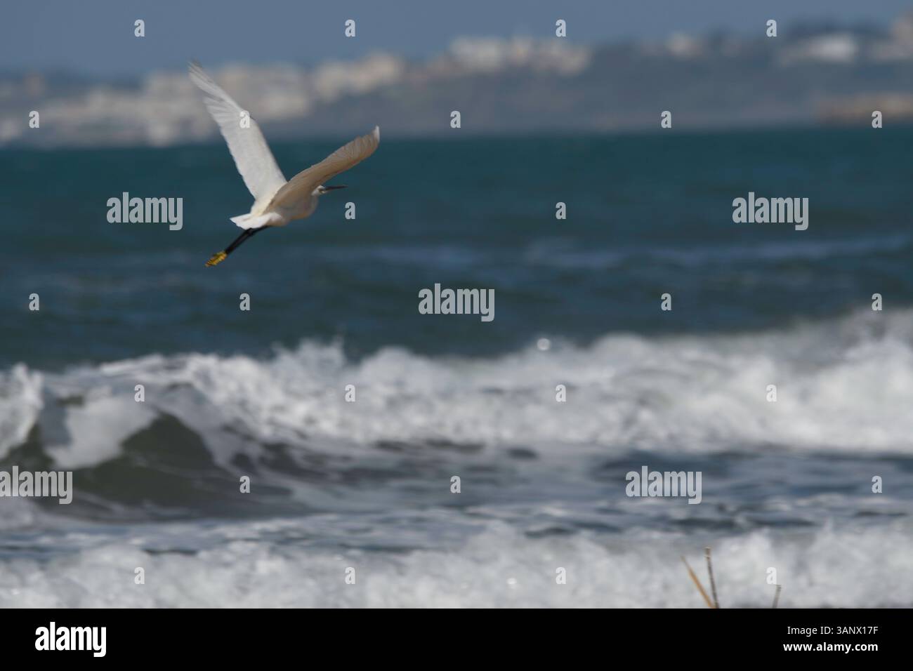 Gabbiano che vola in basso sopra le onde dell'oceano vicino alla riva, ali sparse a metà volo con luce naturale che catturano grazia, movimento e atmosfera marina. Foto Stock