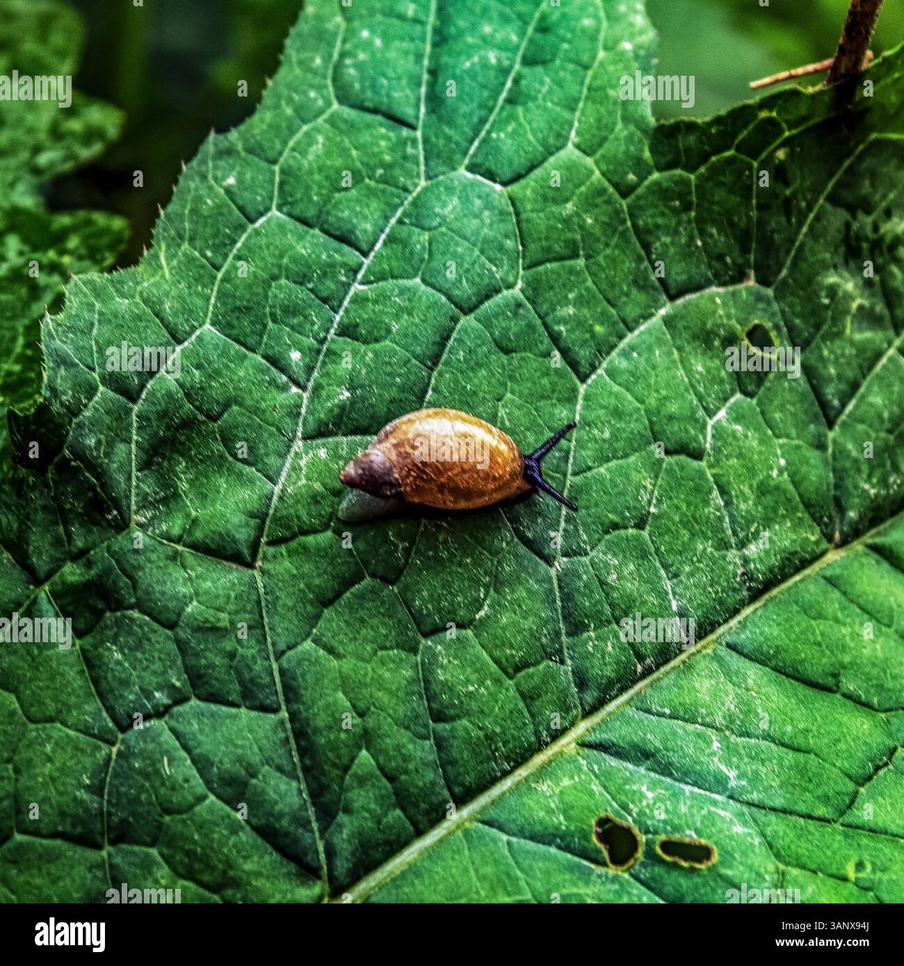 Foto di animali, animali, natura, Еurope, Еurope, Europa dell'Est, Romania Foto Stock