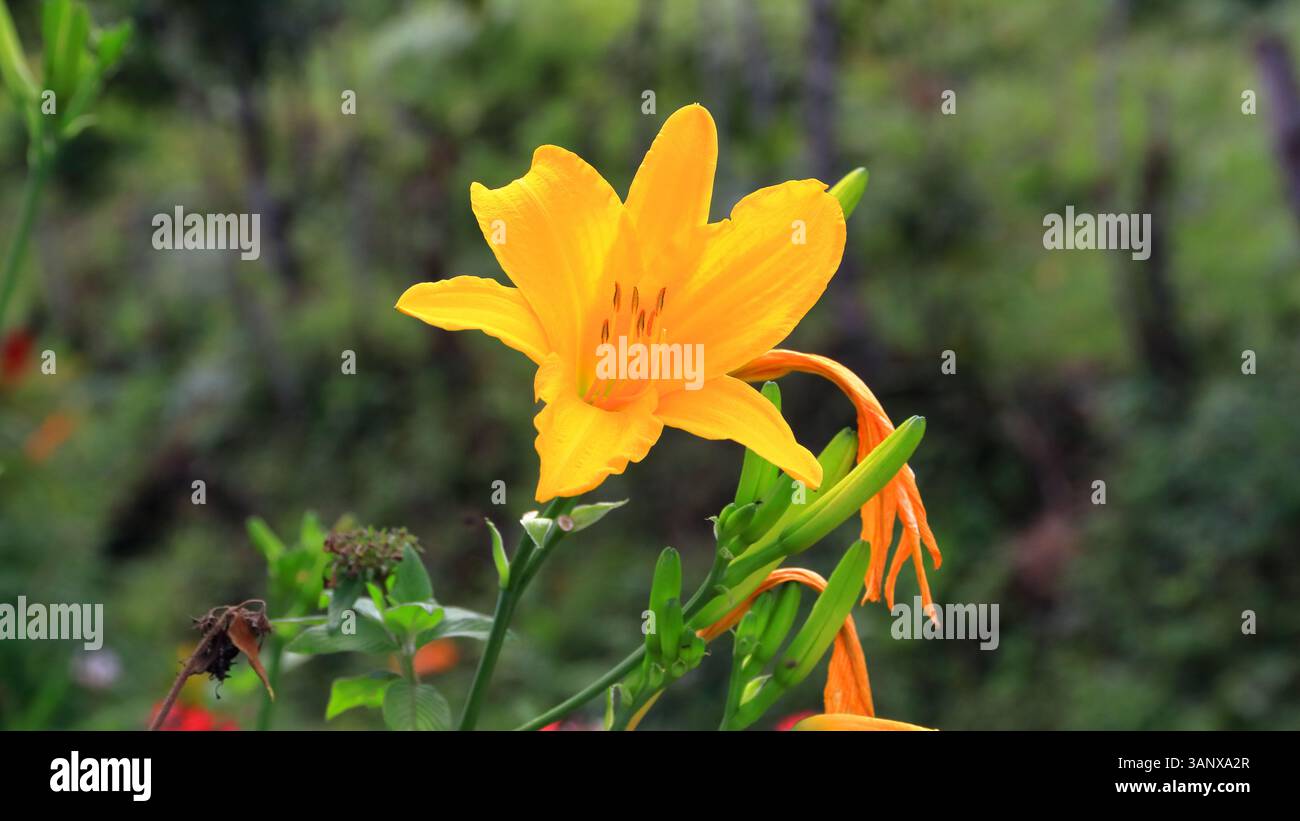 Flor amarilla de las Montañas Colombianas Foto Stock