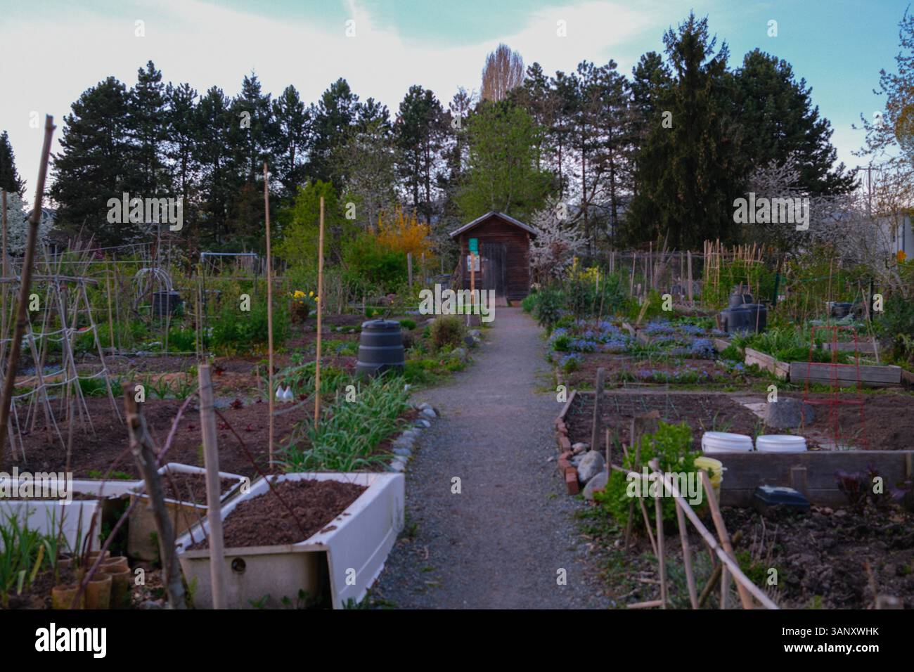 Strathcona Community Garden all'inizio della primavera, Vancouver, British Columbia. Foto Stock