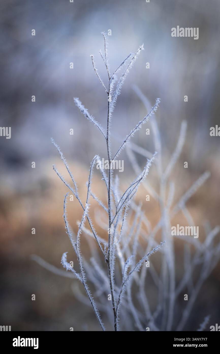 Un sottile stelo vegetale adornato da cristalli di gelo si erge in primo piano, con i suoi intricati rami incisi dal respiro invernale. Foto Stock