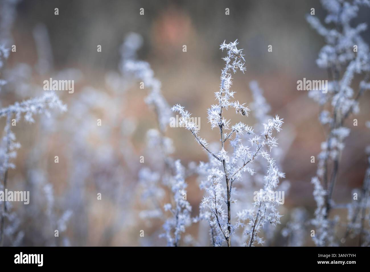 Una pianta invernale ricoperta da cristalli di ghiaccio affilati si distingue per la messa a fuoco nitida su uno sfondo leggermente sfocato. Foto Stock
