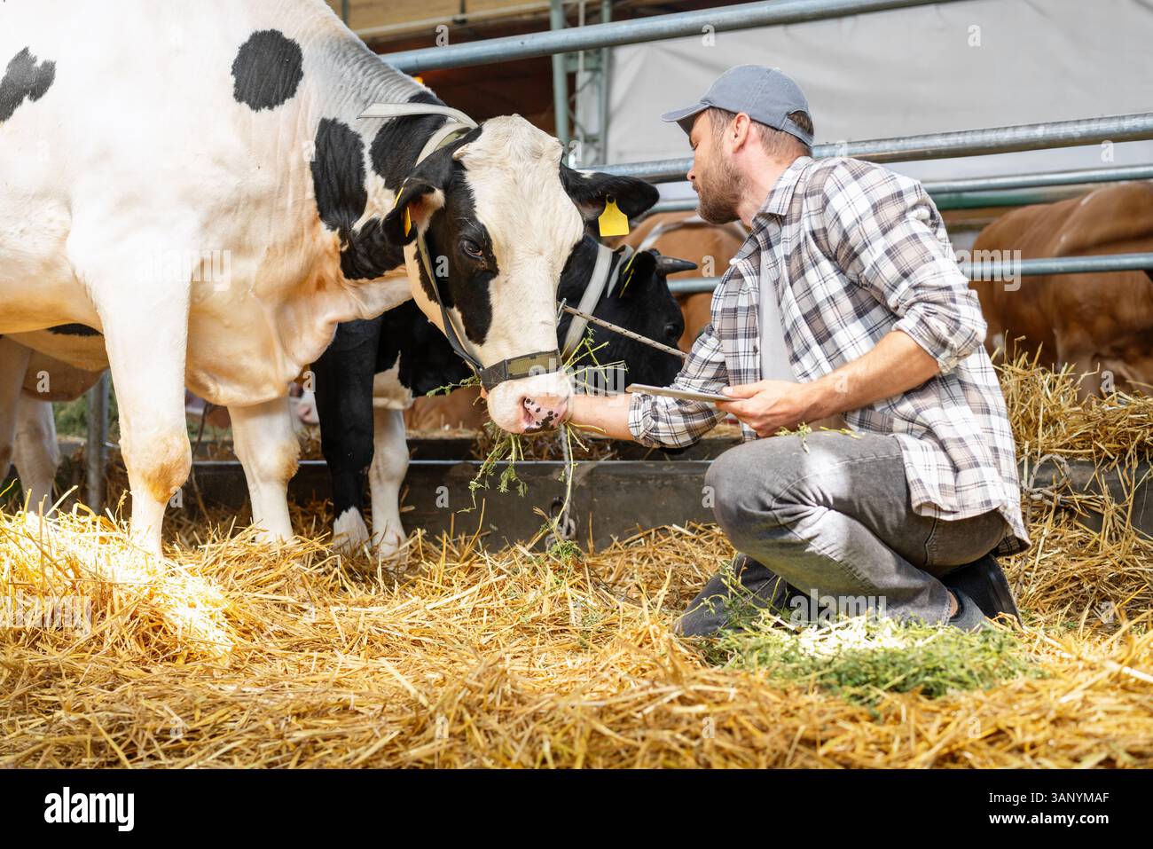 Agricoltore moderno che ispeziona le mucche da latte nel fienile dell'azienda Foto Stock