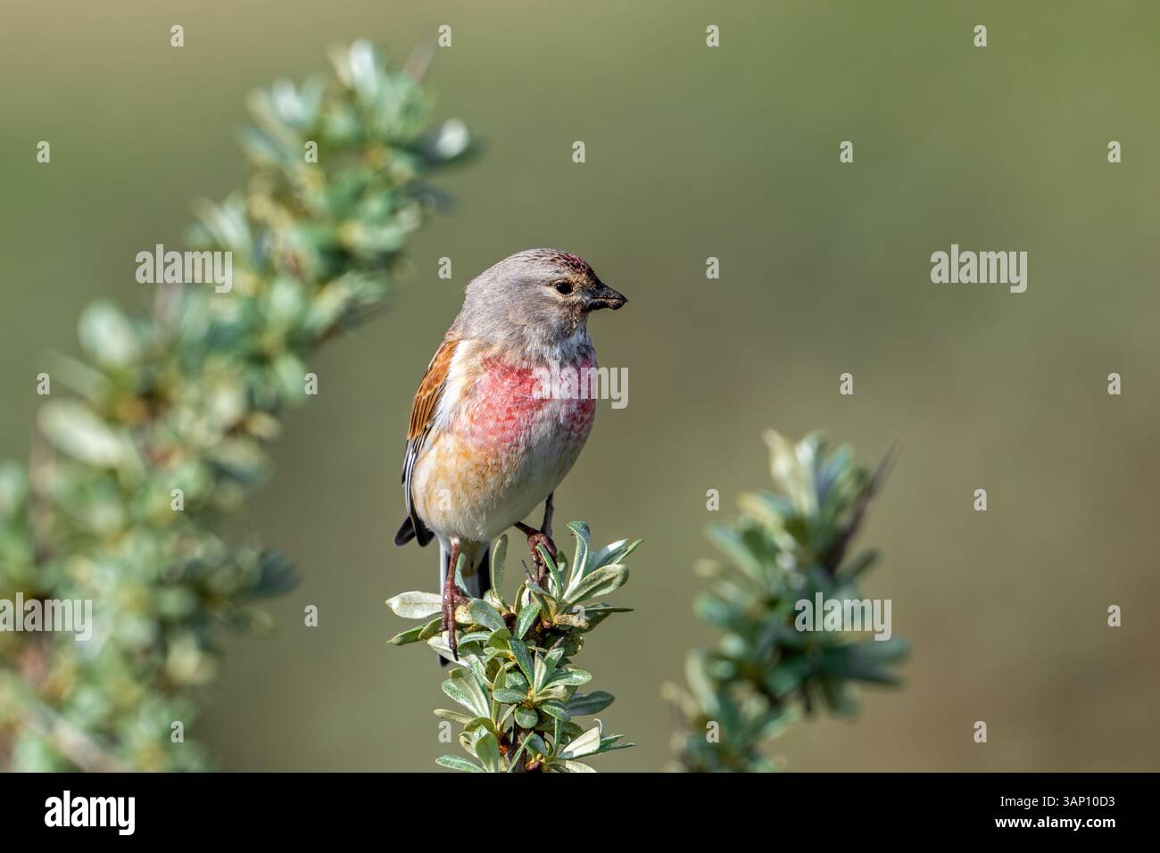 linnet comune (Linaria cannabina / Carduelis cannabina) maschio nell'allevamento di piumaggio arroccato in Bush in primavera Foto Stock