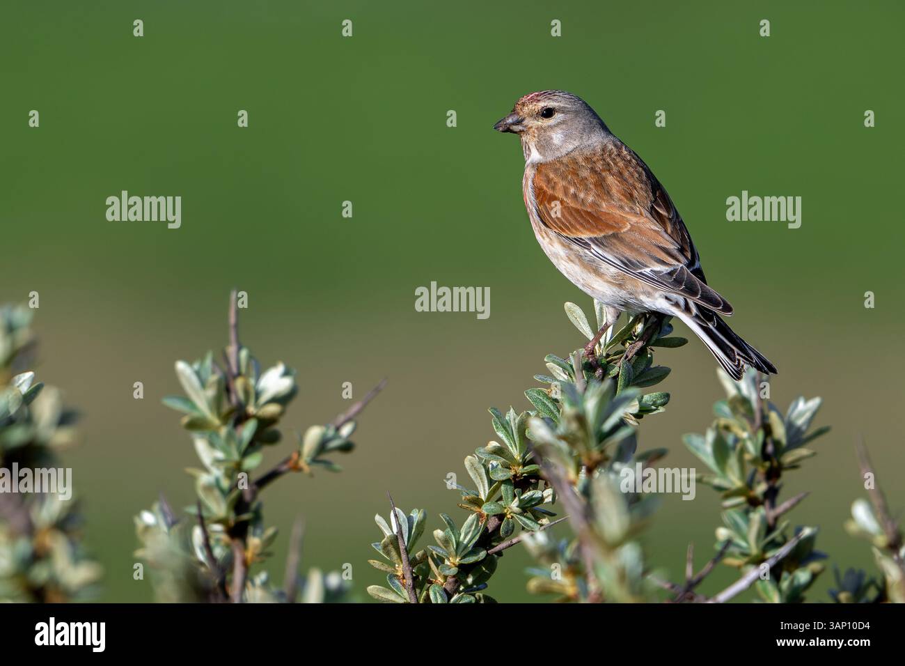 linnet comune (Linaria cannabina / Carduelis cannabina) maschio nell'allevamento di piumaggio arroccato in Bush in primavera Foto Stock