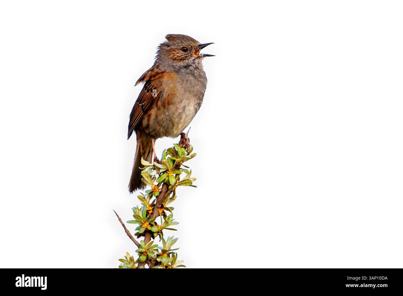 Dunnock / accentor siepe (Prunella modularis / Motacilla modularis) che chiama dall'arbusto su sfondo bianco Foto Stock