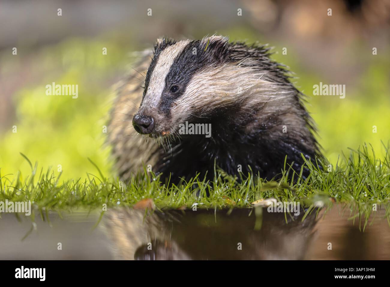 European Badger (Meles meles) camminare nella foresta di notte. Drenthe, Paesi Bassi. Fauna selvatica scena della natura in Europa. Foto Stock