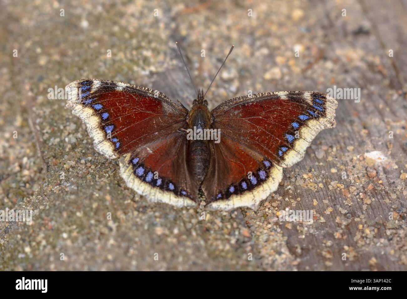 Mantello lutto (Nymphalis antiopa) che si riscalda al sole dopo l'ibernazione in primavera, Finlandia. La fauna selvatica della natura in Europa. Foto Stock