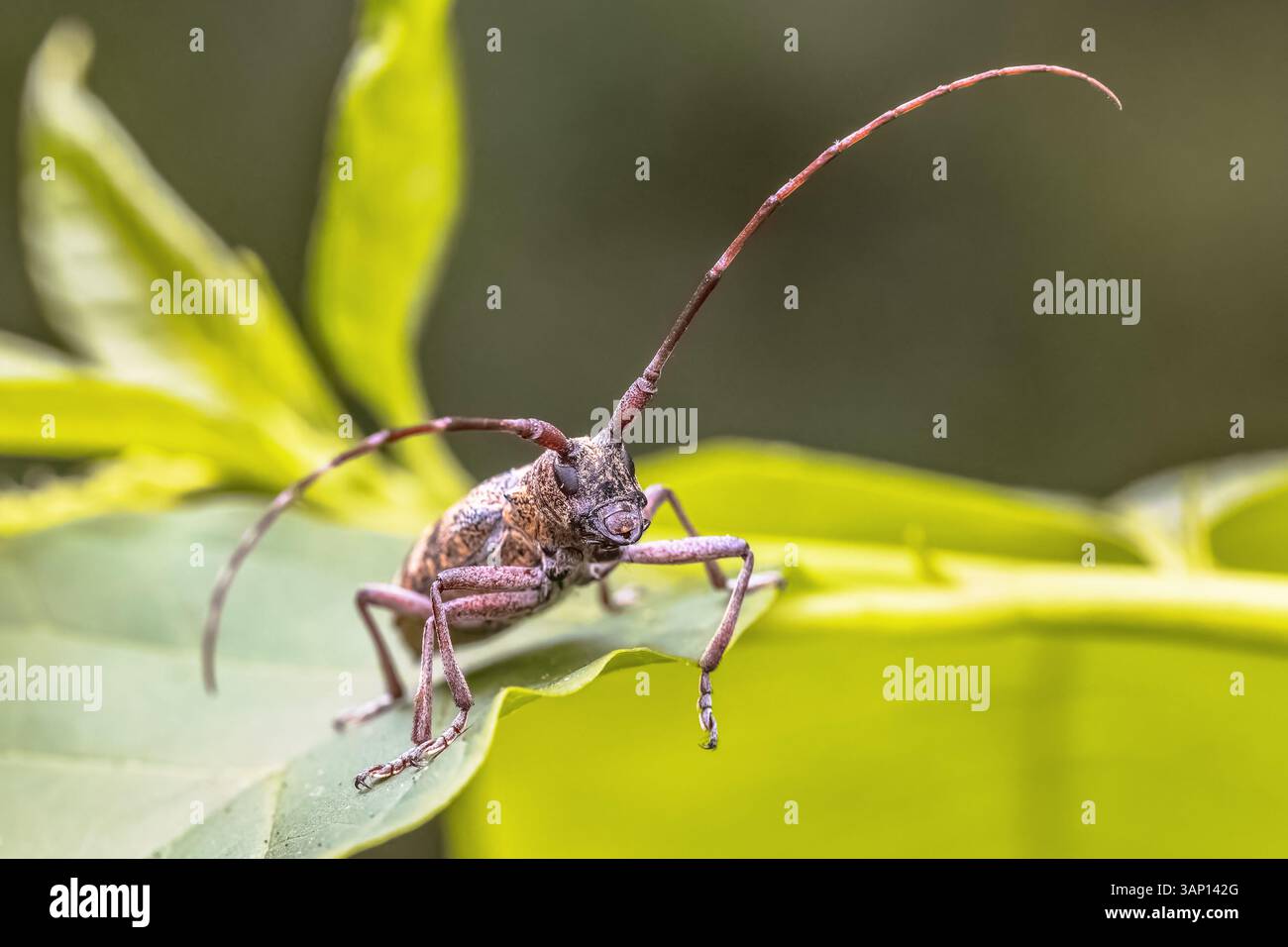 Pine Sawyer Beetle (Monochamus galloprovincialis) appoggiato su una foglia vista dal fronte. Foto alla testa della fauna selvatica degli insetti nella natura d'Europa. Foto Stock