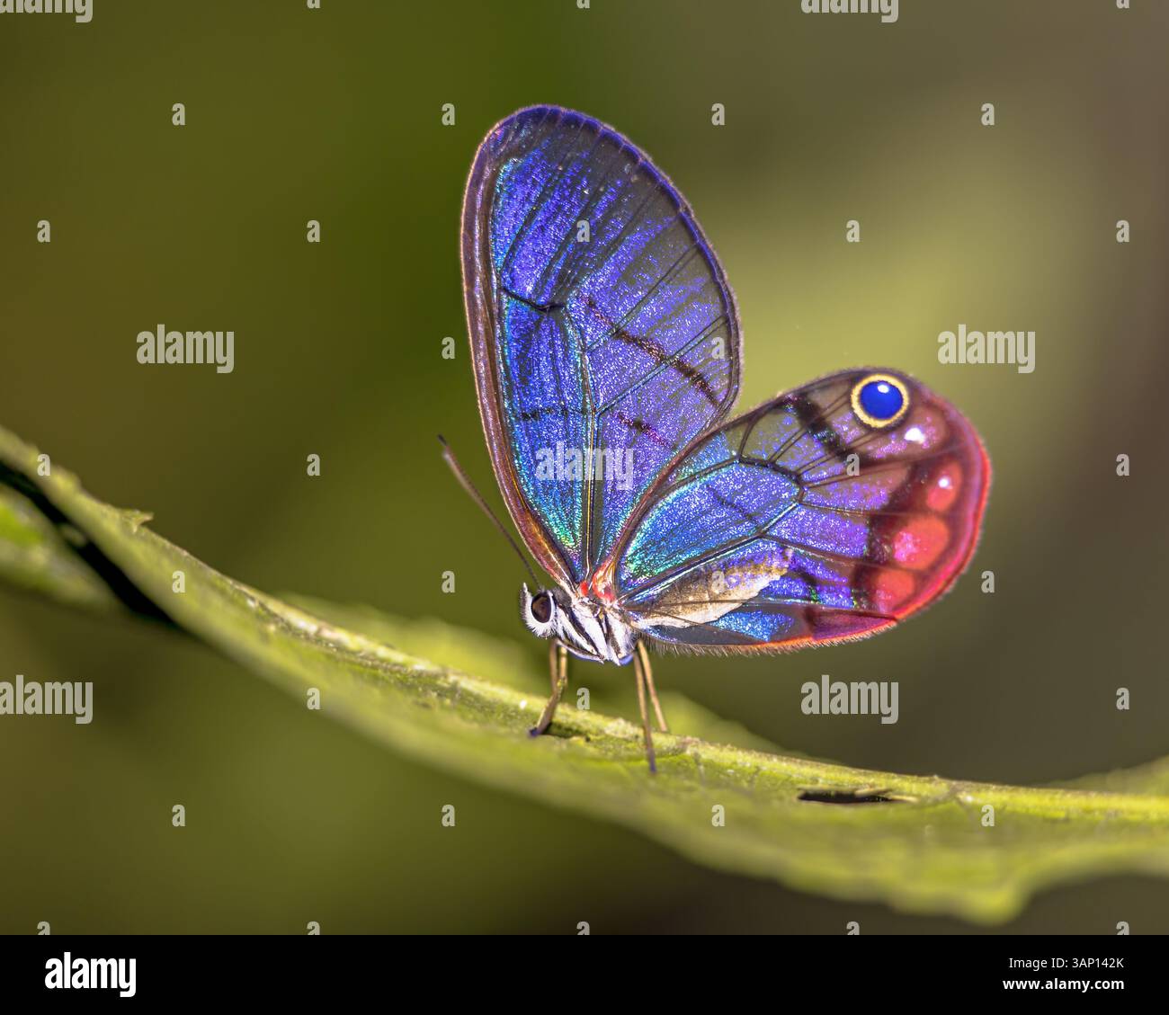 Blushing Phantom o farfalla Clearwing-satyr arrugginita (Cithaerias pireta pireta). Questo bellissimo insetto si trova nelle foreste pluviali dal Messico a South Ame Foto Stock