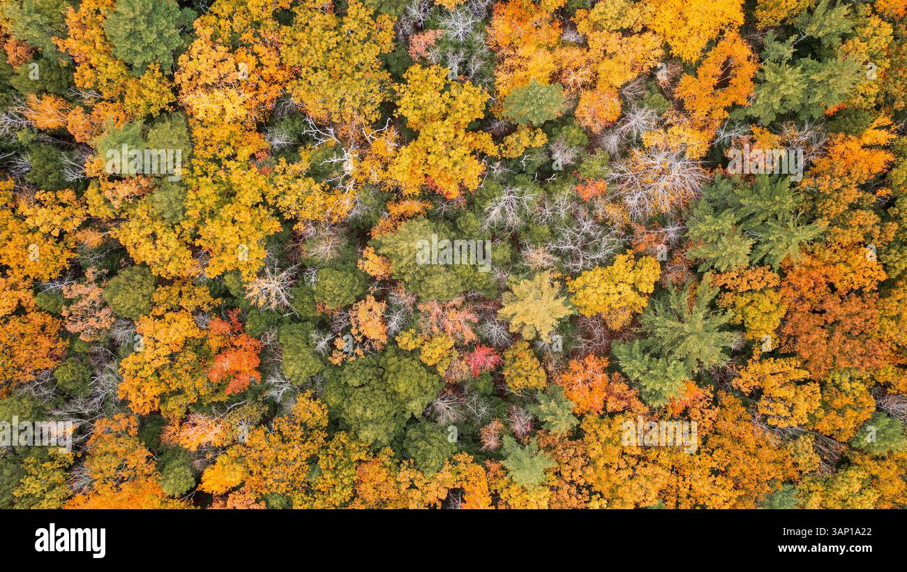 Vista aerea della vivace vegetazione autunnale nella fitta foresta di Amherst, New Hampshire, Stati Uniti. Foto Stock