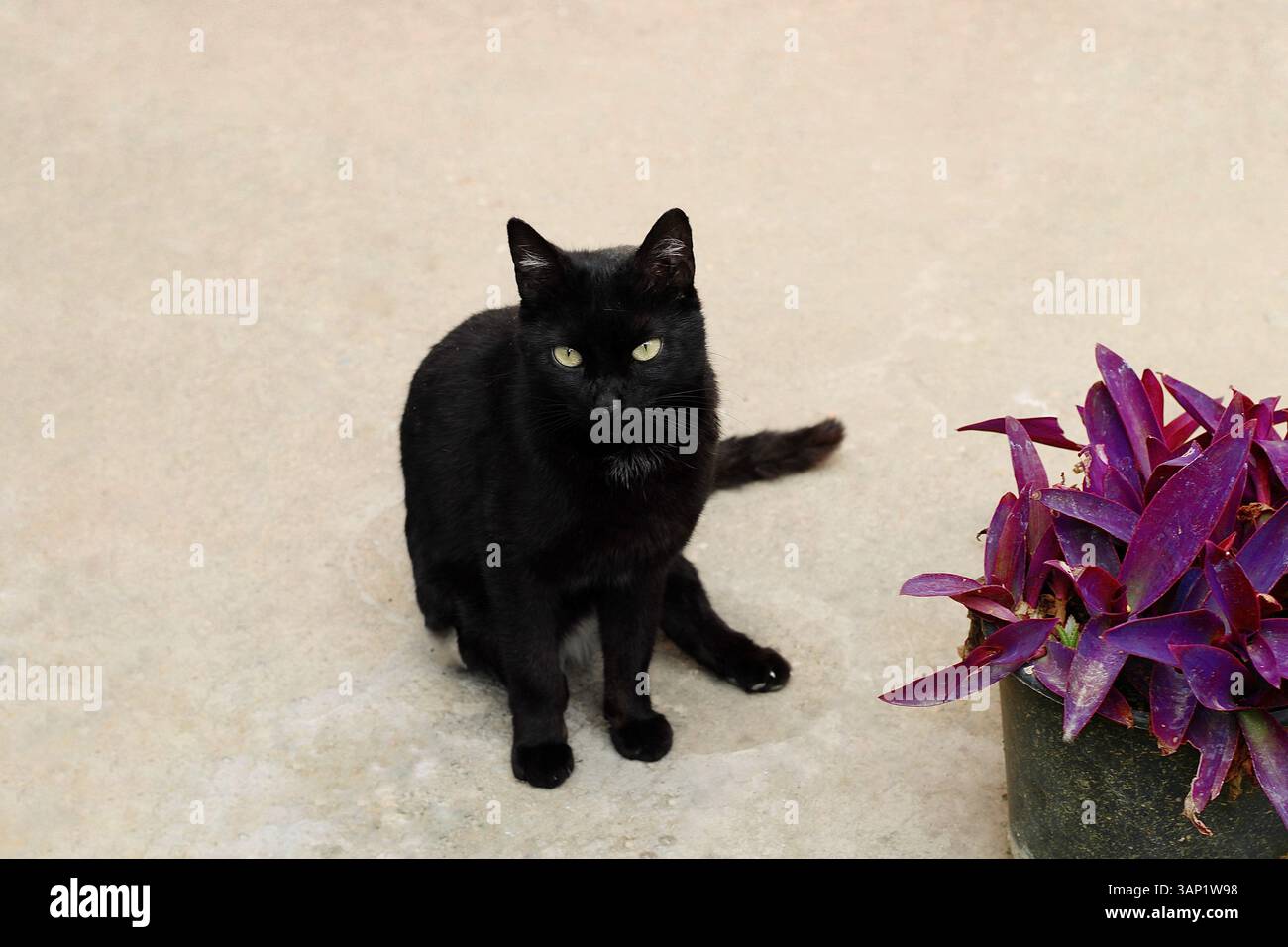 Gatto nero con occhi verdi seduto a terra accanto a una pentola di piante viola. Sfondo in cemento pulito e minimo. Foto Stock