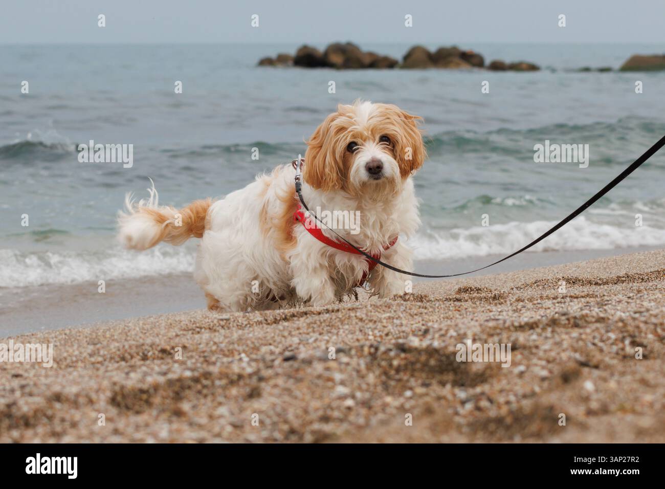 Cane Cavachon che guarda la macchina fotografica durante una passeggiata sulla spiaggia dei cani di Agua Amarga, Alicante, Spagna Foto Stock