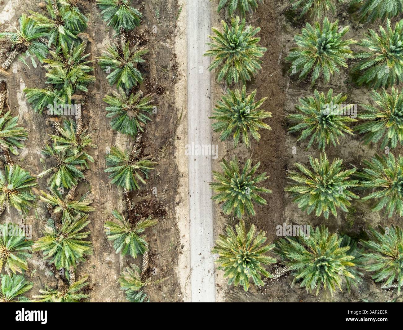 Vista aerea di un campo di palme con una strada vuota che attraversa Dganya, distretto settentrionale, Israele. Foto Stock