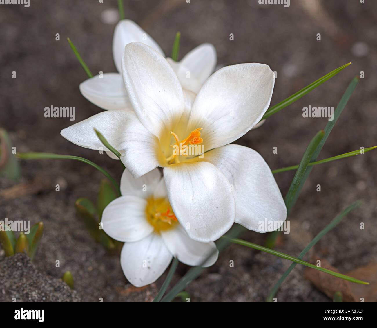 Primo piano di un fiore di cocco bianco (Crocus) in fiore, fotografato su terreno sabbioso. I petali sono di colore bianco brillante con un centro giallo e stami arancioni, Foto Stock