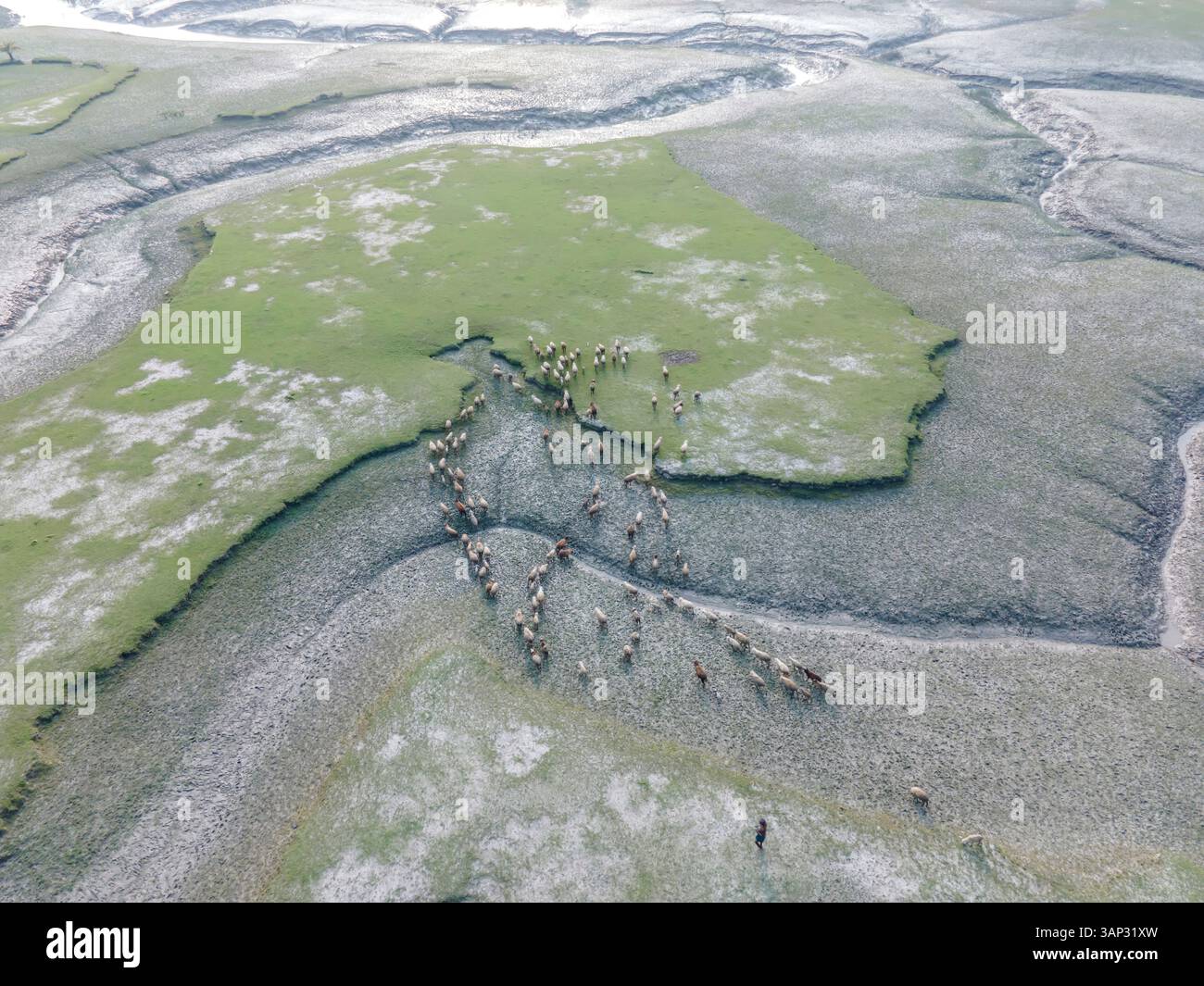 Vista aerea di un gregge di pecore che pascolano in una tranquilla zona costiera circondata da zone umide e fiumi, Musapur Union, Companiganj, Chattogram, Bangladesh. Foto Stock