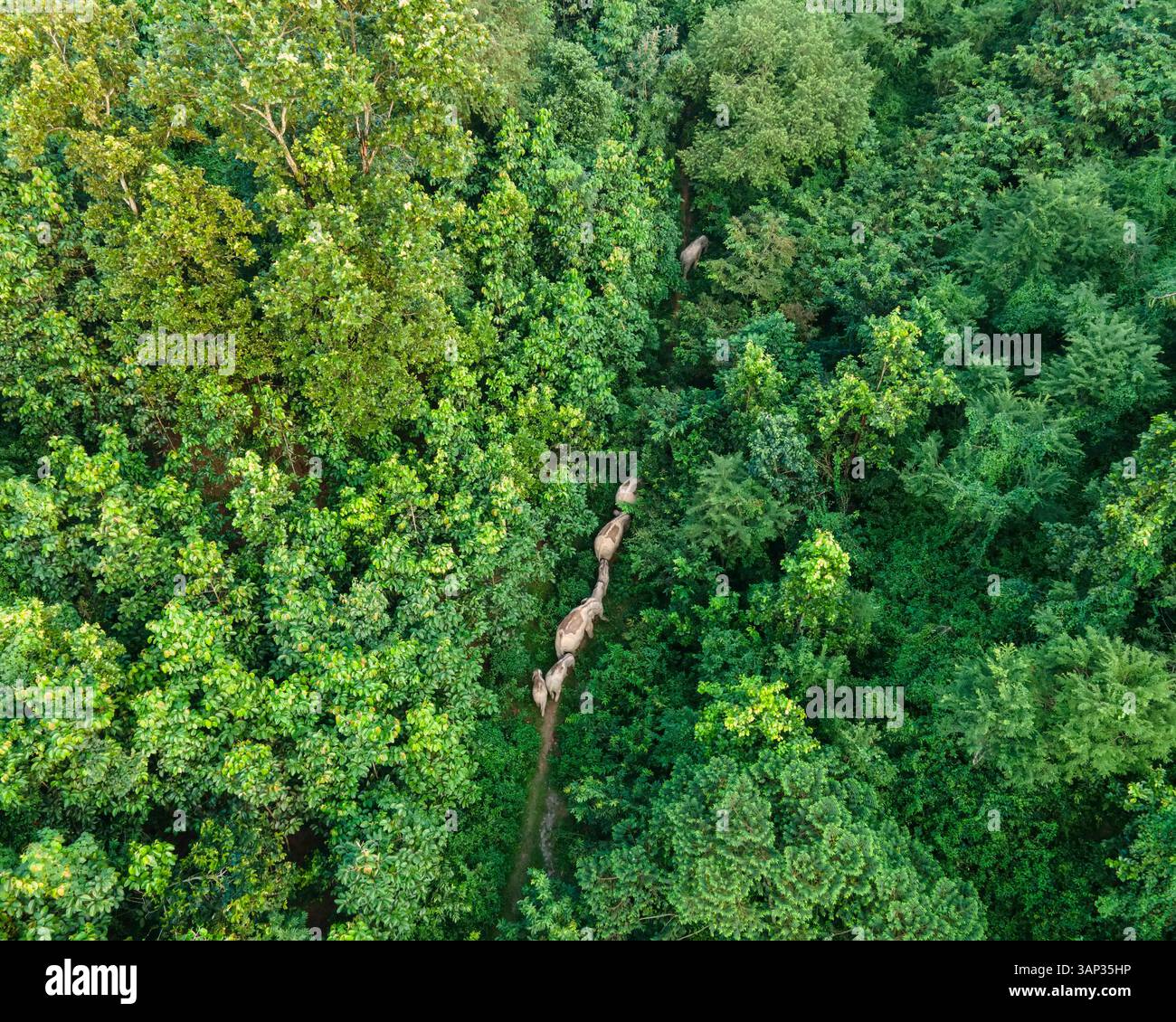 Vista aerea della lussureggiante foresta verde con un sentiero tranquillo e una vivace fauna selvatica, Nalitabari, Sherpur, Bangladesh. Foto Stock