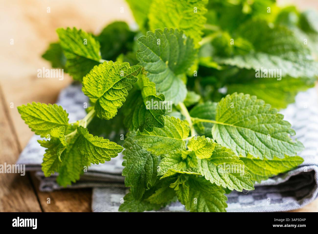 Fresh Melissa (Melissa officinalis) Foto Stock