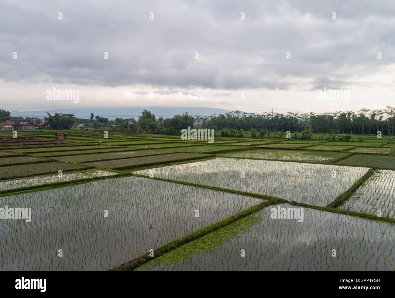 Vista aerea delle risaie umide di Karangploso, Indonesia. Foto Stock