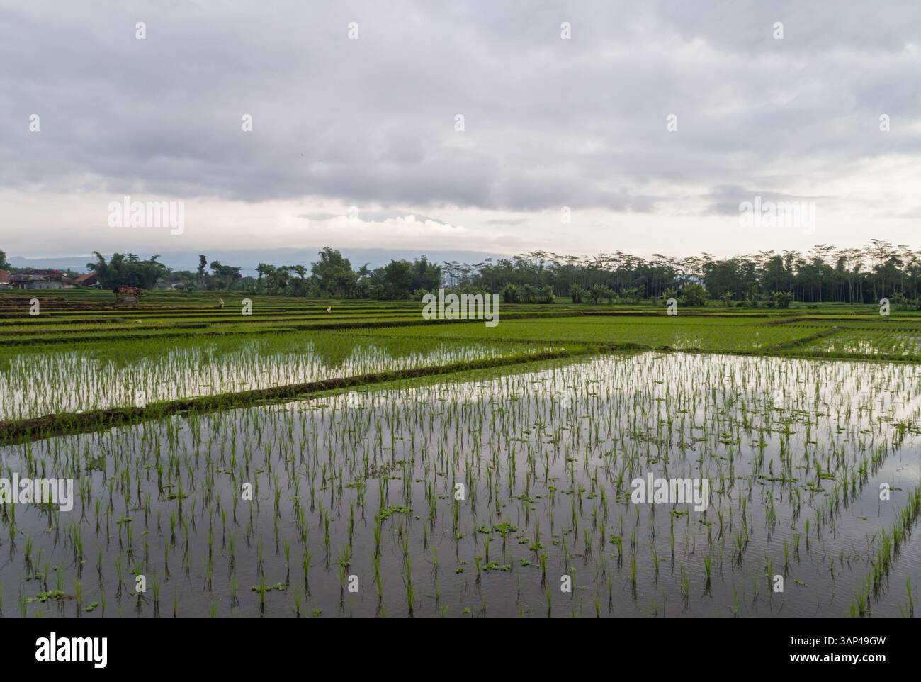 Vista aerea delle risaie umide di Karangploso, Indonesia. Foto Stock