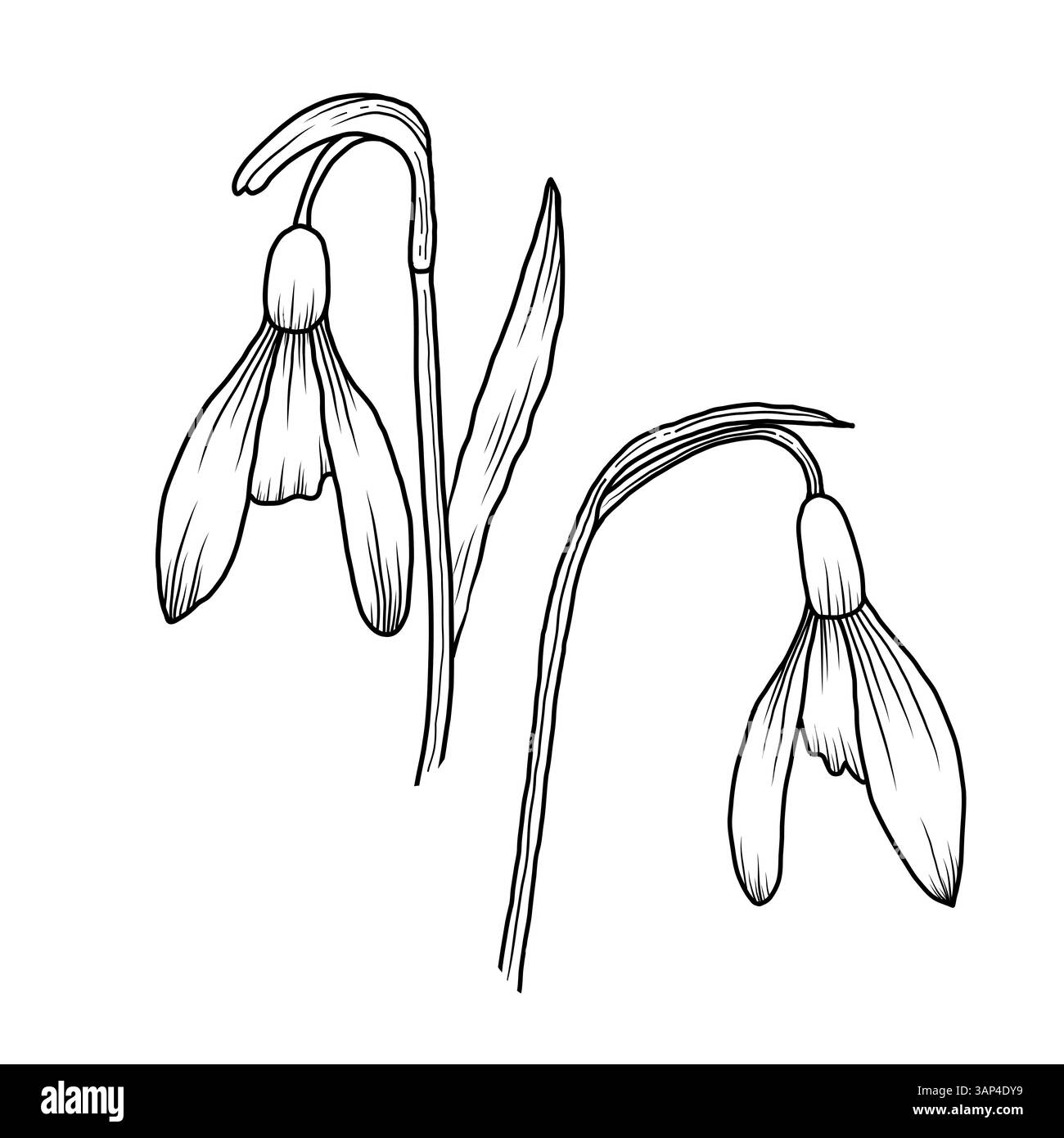 Due fiori snowdrop in elegante stile art in bianco e nero. Questo schizzo disegnato a mano è perfetto per l'uso in opere d'arte da parete stampabili e libri da colorare Illustrazione Vettoriale