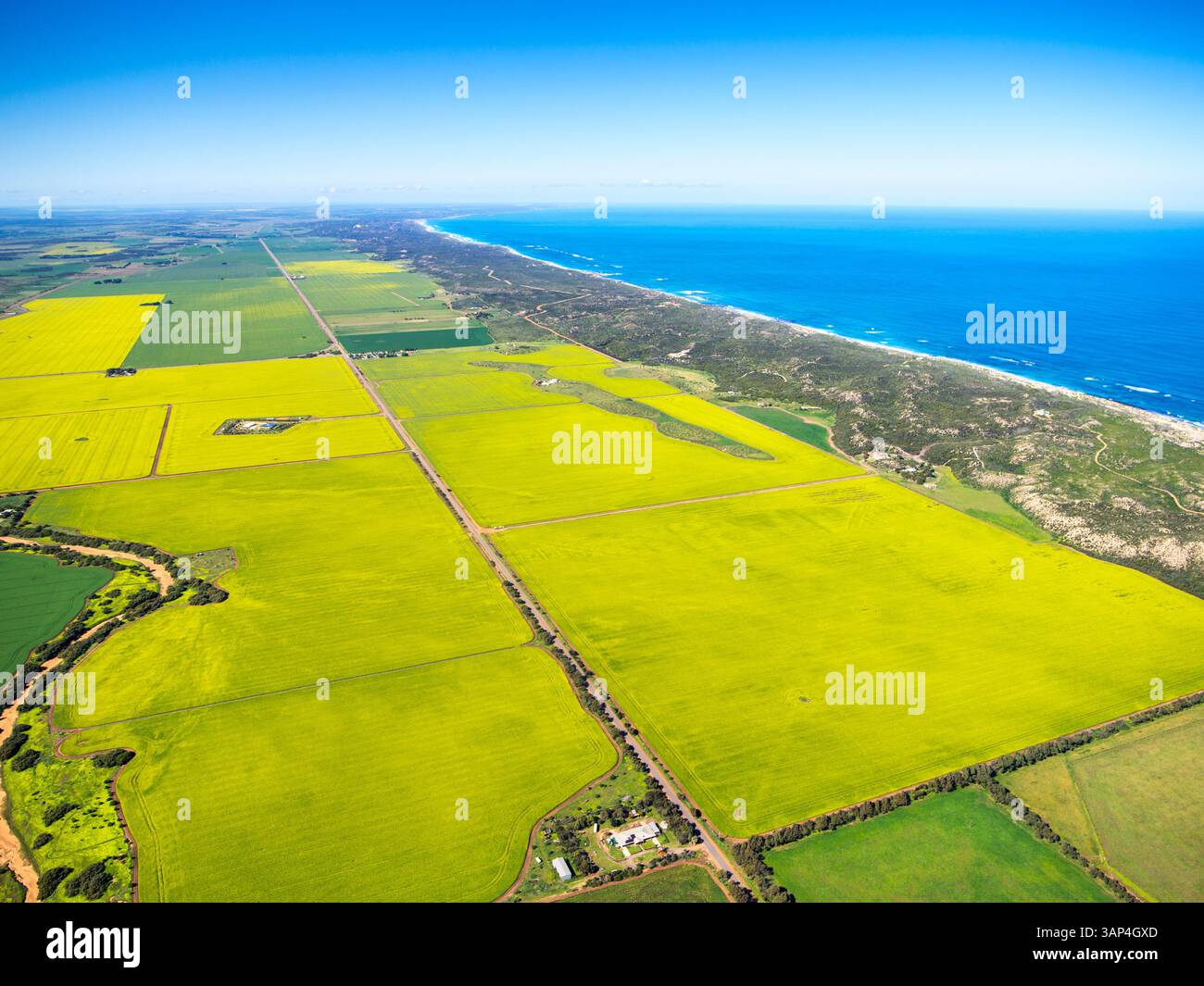 Vista aerea dei vivaci campi di colza lungo la costa, Greenough, Australia Occidentale, Australia. Foto Stock
