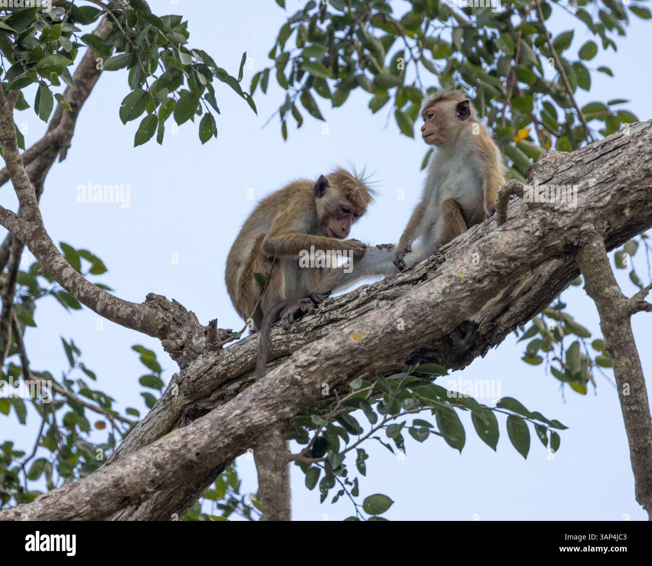 Un paio di scimmie toque macaque in un albero nel Parco Nazionale di Yala nello Sri Lanka Foto Stock