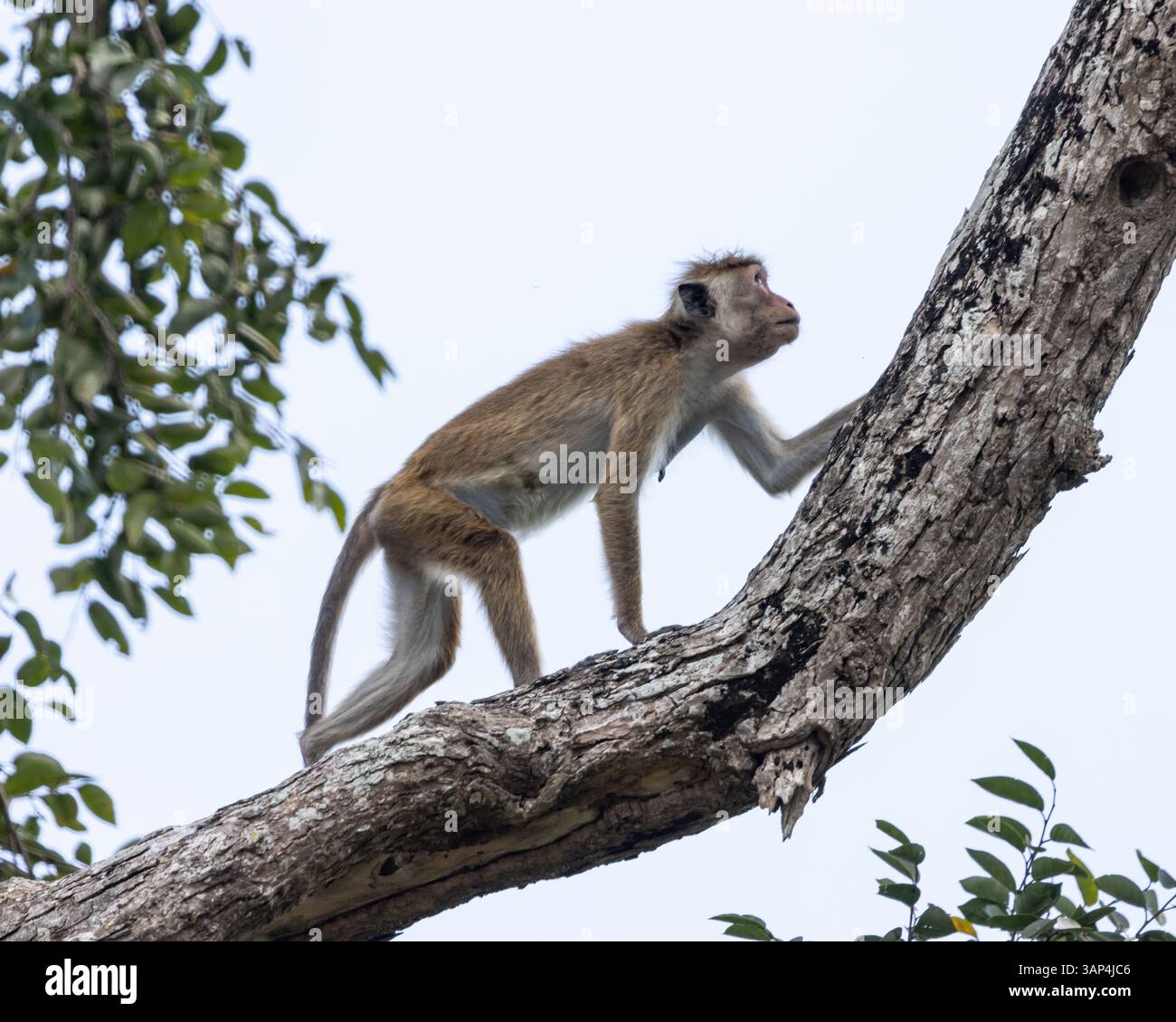 Una scimmia toque macaque in un albero nel Parco Nazionale di Yala nello Sri Lanka Foto Stock