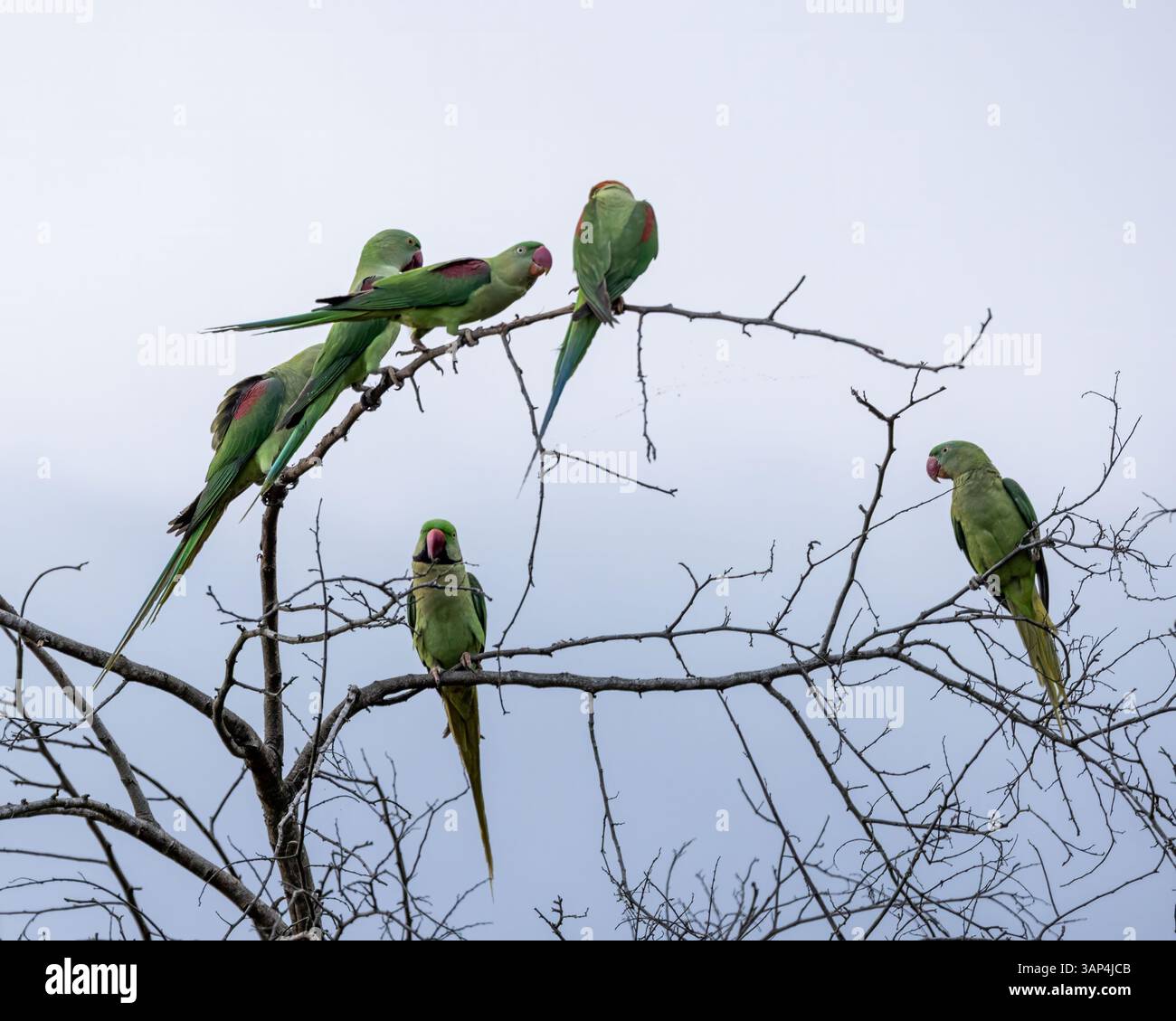 Un piccolo stormo di parchi a collo d'anello in un albero a Gal Oya, Sri Lanka Foto Stock