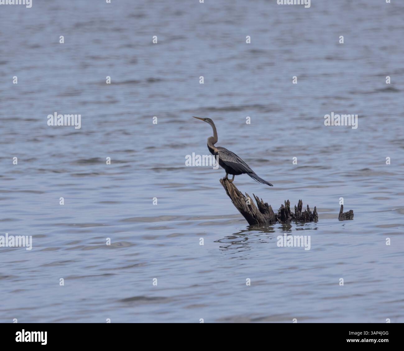 Un darter orientale aspetta su un albero morto in Sri Lanka Foto Stock