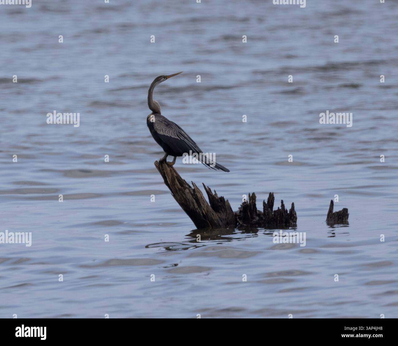 Un darter orientale aspetta su un albero morto in Sri Lanka Foto Stock
