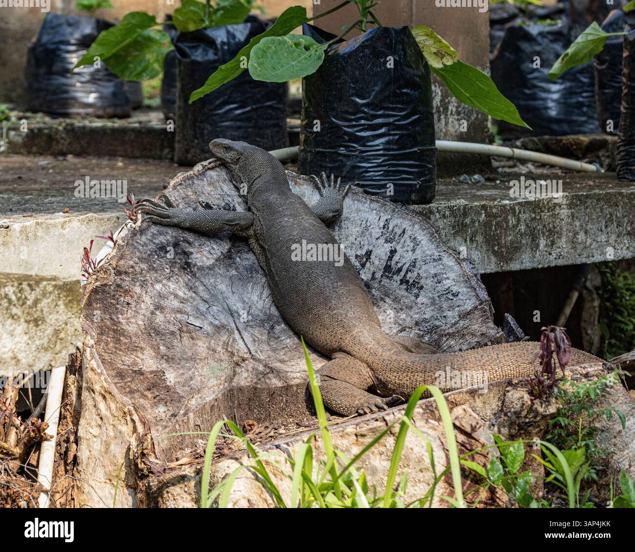 Una grande lucertola da monitoraggio terrestre si riscalda al sole la mattina presto Foto Stock