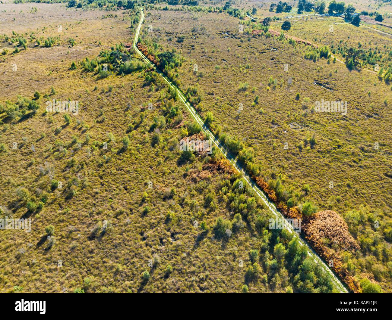 Vista aerea della torbiera con alberi e sentiero per passeggiate nel parco nazionale De Groote Peel, Limburgo, Paesi Bassi. Foto Stock