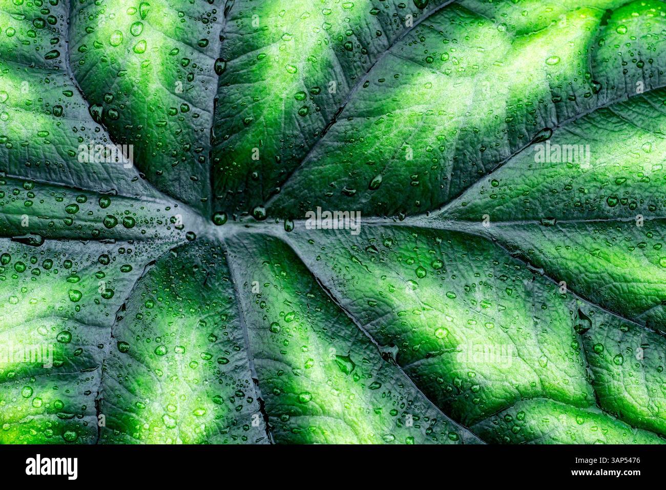 Foglia bagnata di Alocasia baginda con un'interessante consistenza in pelle Foto Stock