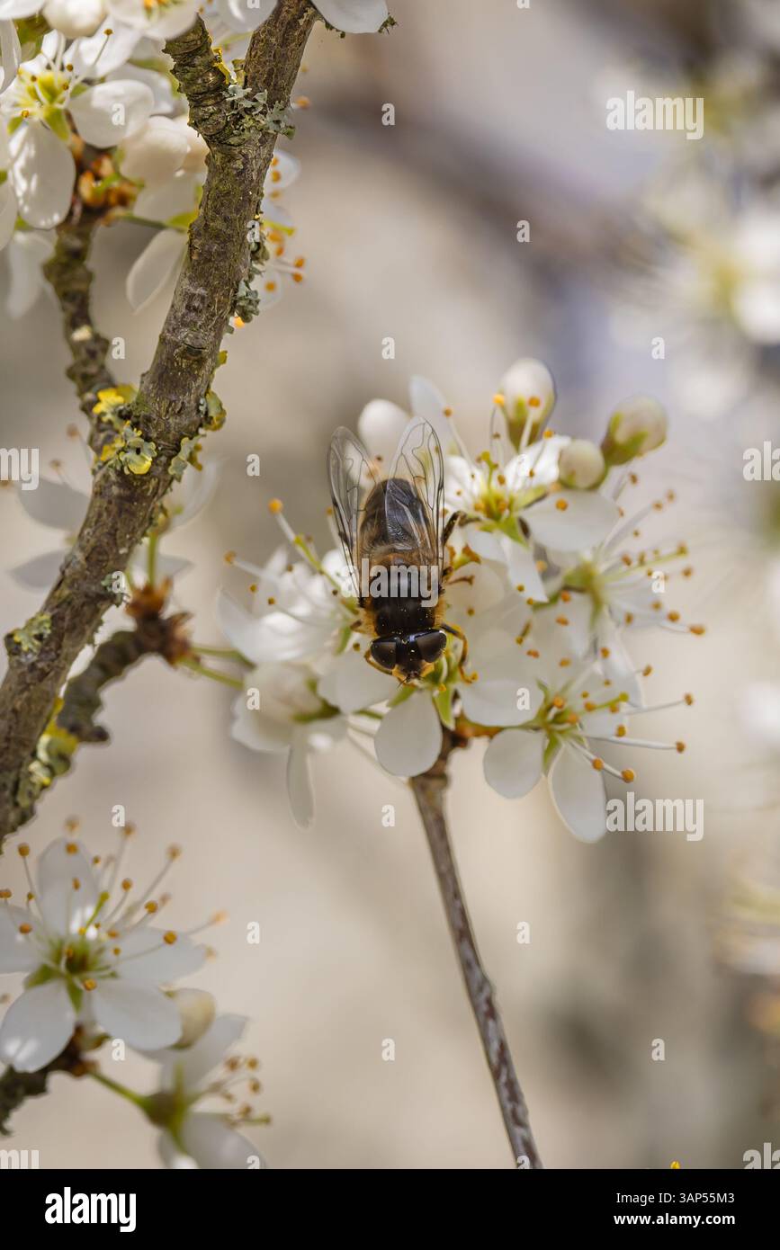 Un drone vola su un arbusto di spina nera, in un giorno di primavera di sole Foto Stock