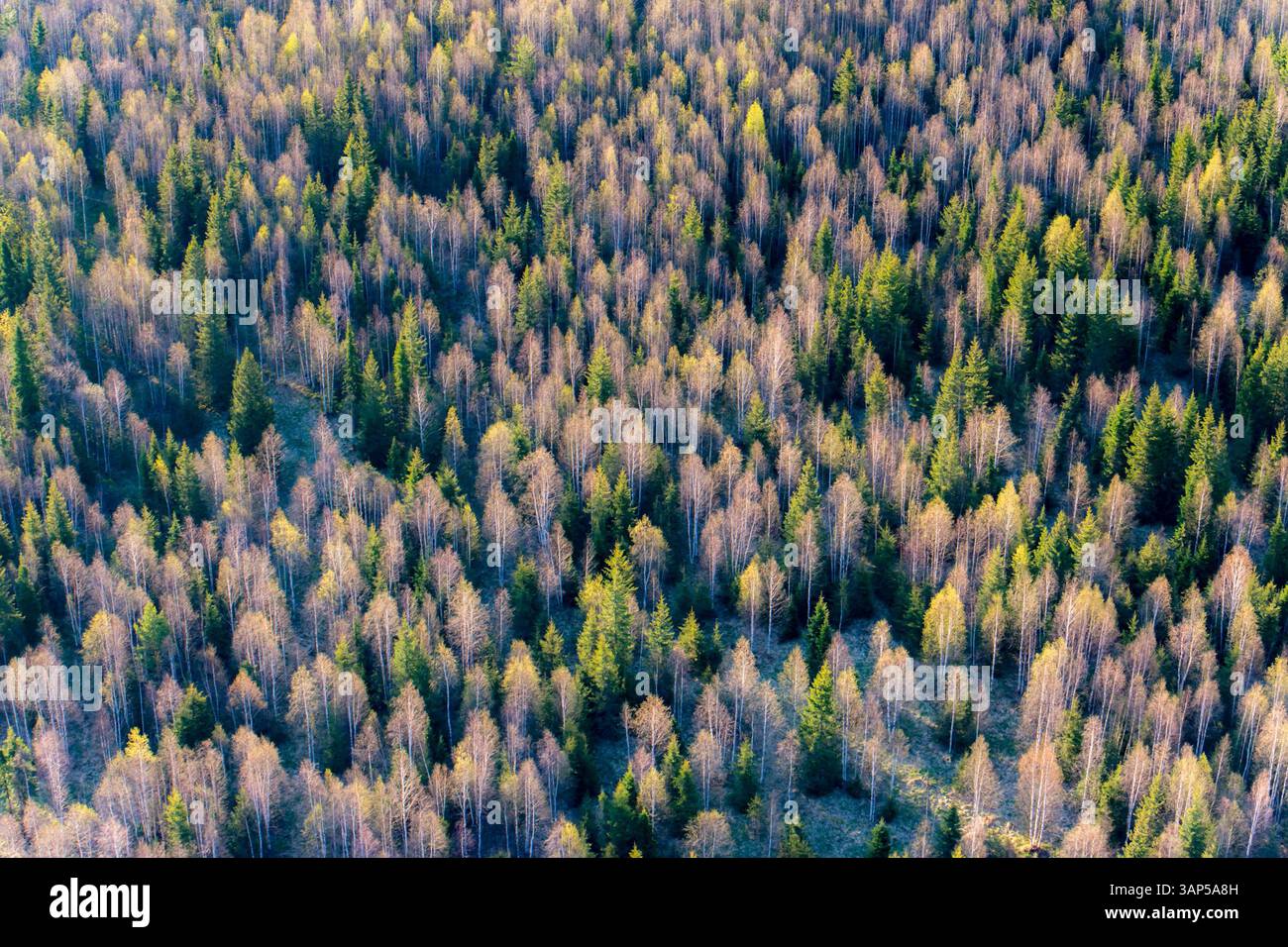 Vista aerea della splendida vegetazione autunnale in una fitta foresta di taiga, l'oblast di Sverdlovsk, Russia. Foto Stock