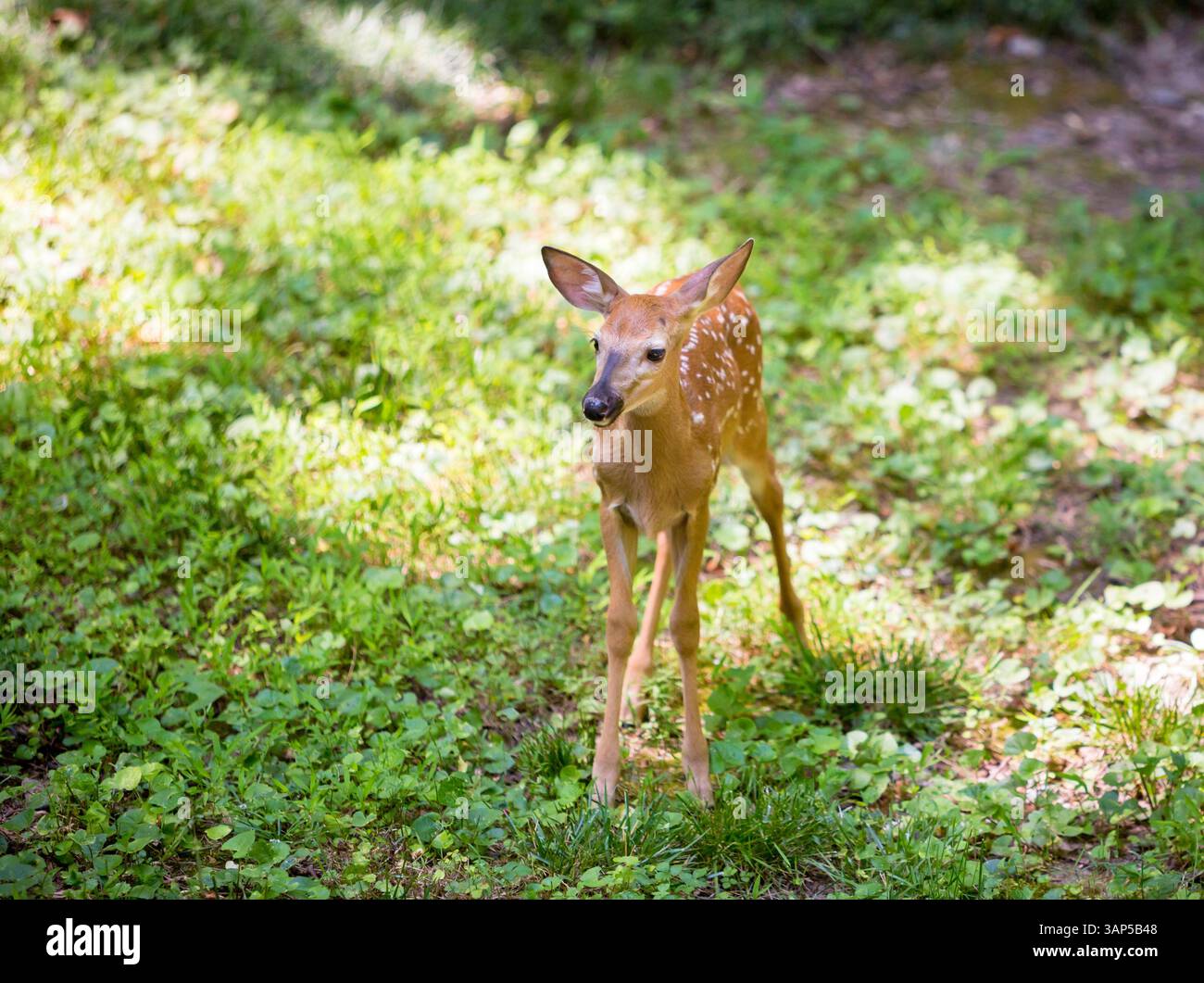 Un giovane cervo maculato dalla coda bianca è in piedi nell'erba Foto Stock