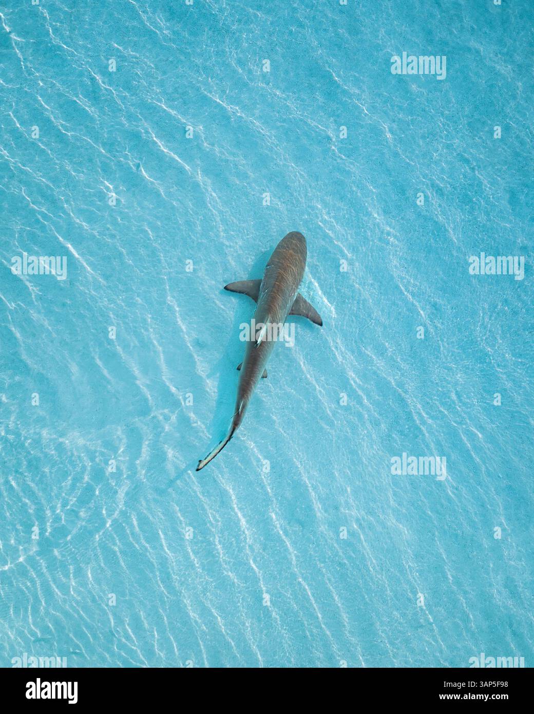 Vista aerea di uno squalo che nuota liberamente lungo la costa dell'atollo, l'atollo di Malé, le Maldive. Foto Stock