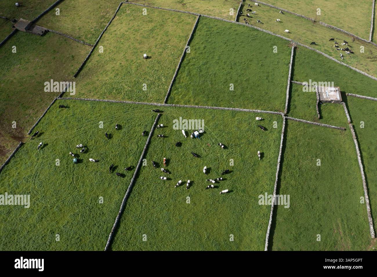 Vista aerea dei campi rurali con mucche da pascolo e muri in pietra in un disegno pittoresco, Santa Barbara, Azzorre, Portogallo. Foto Stock