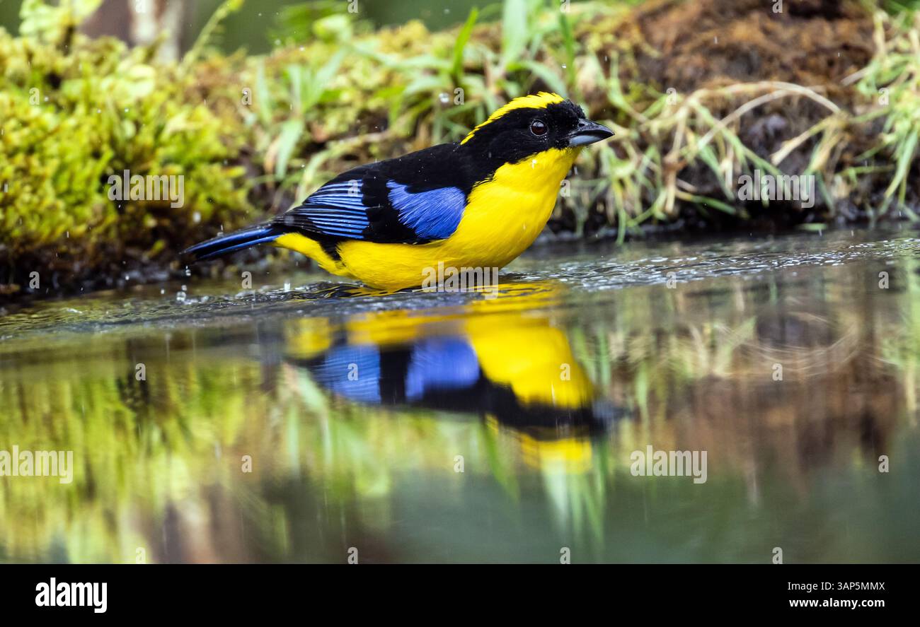 Primo piano di una montagna Tanager alata blu che si trova vicino all'acqua nelle Ande vicino a Mindo, Ecuador Foto Stock