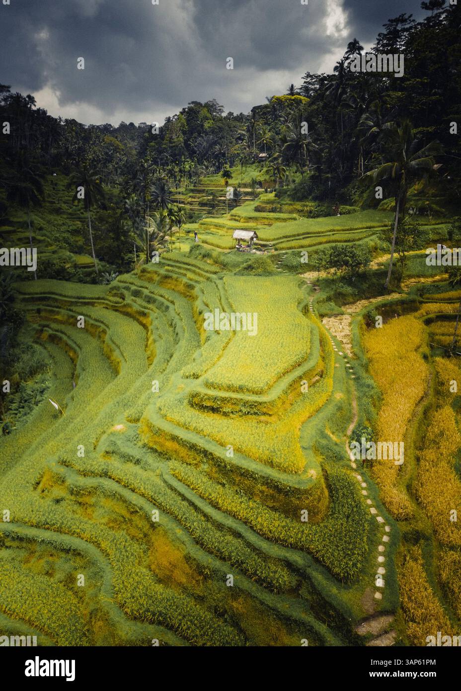 Vista aerea delle risaie Tegallalang di Bali, Indonesia. Foto Stock