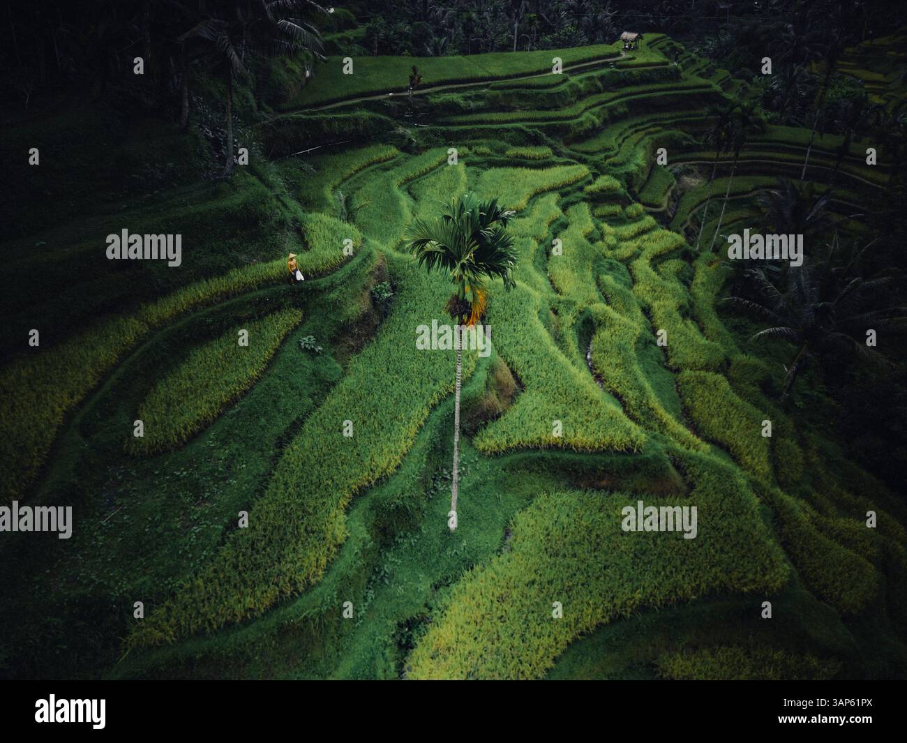 Vista aerea delle risaie Tegallalang di Bali, Indonesia. Foto Stock